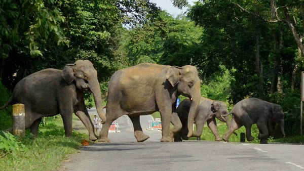 ದೇಶದಲ್ಲಿ ಪ್ರತಿವರ್ಷ 80 ಕಾಡಾನೆಗಳು ಬಲಿ 