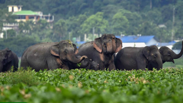ಕಾಡಾನೆ ಸಾವಿನ ಕುರಿತು ಅಂಕಿ-ಸಂಖ್ಯೆ ಖಚಿತವಲ್ಲ 
