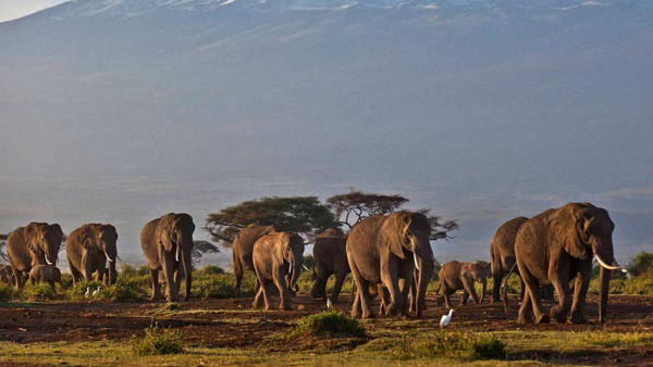 ಕಾಡಾನೆಗಳ ಸುರಕ್ಷತೆಗೆ 1992ರಲ್ಲೇ ಯೋಜನೆ ಸಿದ್ಧ 