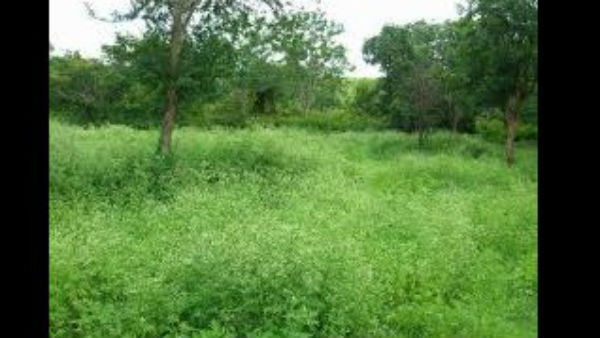 ಹೆಚ್ಚಿನ ಪ್ರಮಾಣದಲ್ಲಿ ಯೂರಿಯಾ ಗೊಬ್ಬರ ಮಣ್ಣಿಗೆ ಸೇರುತ್ತಿದೆ ಹೆಚ್ಚಿನ ಪ್ರಮಾಣದಲ್ಲಿ ಯೂರಿಯಾ ಗೊಬ್ಬರ ಮಣ್ಣಿಗೆ ಸೇರುತ್ತಿದೆ