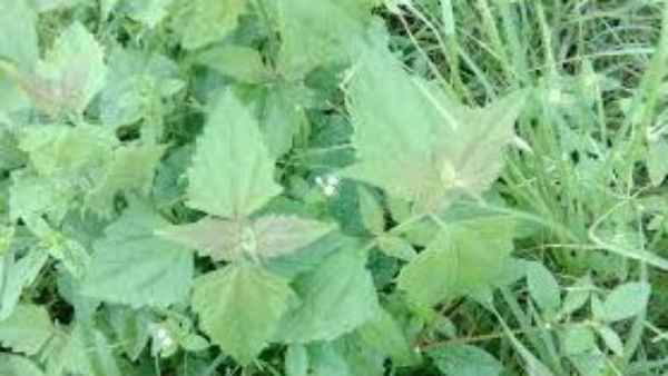 ಕೀಟ ಮತ್ತು ರೋಗಗಳ ಬಾಧೆ ಹೆಚ್ಚಾಗುವುದು ಕೀಟ ಮತ್ತು ರೋಗಗಳ ಬಾಧೆ ಹೆಚ್ಚಾಗುವುದು