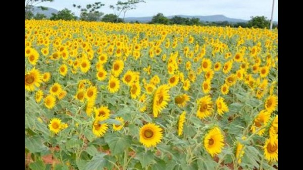 ಪ್ರವಾಸಿಗರ ನಿರೀಕ್ಷೆಯಲ್ಲಿ ರೈತರು