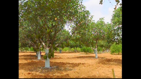  39 ವಿವಿಧ ಜಾತಿಯ ಹಲಸಿನ ಮರ