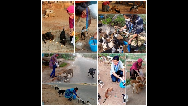 50 ದಿನ, 4297 ನಾಯಿಗಳು 