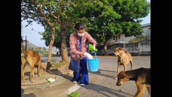 ಮೈಸೂರಿನ ನಗರಗಳ ಬೀದಿ ನಾಯಿಗಳು 
