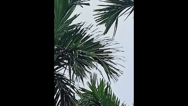 Locusts Sworms Found In Chikkamagaluru District