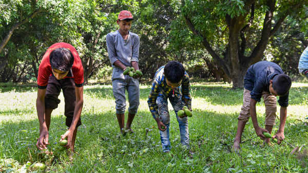 ಶಿಲೀಂಧ್ರನಾಶಕ ಲೇಪನ 
