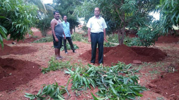 ಹೊಸ ಚಿಗುರುಗಳು
