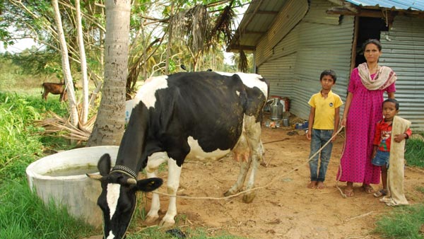 ಮೇವು ದೊರಕುವುದೇ ದೊಡ್ಡ ಸಮಸ್ಯೆ ಮೇವು ದೊರಕುವುದೇ ದೊಡ್ಡ ಸಮಸ್ಯೆ