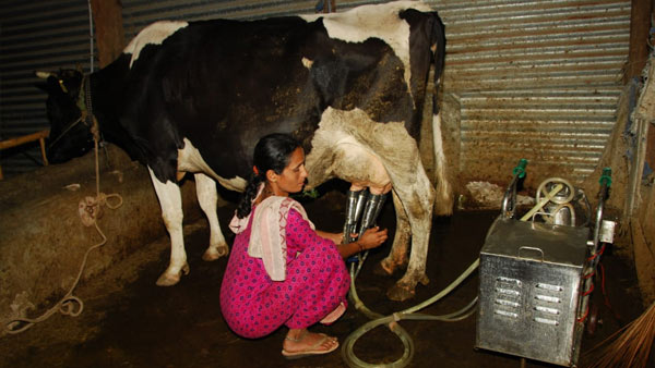 ನಮ್ಮಲ್ಲಿ ಒಟ್ಟು 15 ಹಸುಗಳಿವೆ ನಮ್ಮಲ್ಲಿ ಒಟ್ಟು 15 ಹಸುಗಳಿವೆ