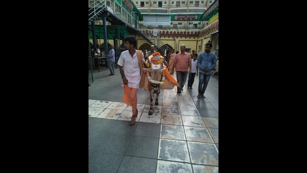 ದಾಸೋಹ ಮಠದ ಉತ್ತರಾಧಿಕಾರಿಯೇ ಕಂಟಲೆ ಬಸವ