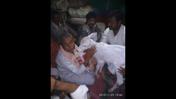 ಕರುವಿಗೆ ನಡೆಯುತ್ತೆ ಮೊದಲ ಪರೀಕ್ಷೆ 