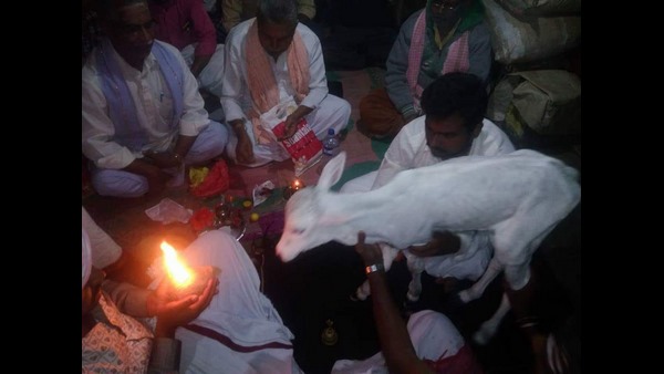 ಕರುವಿಗೆ ಶುಭ ಮುಹೂರ್ತದಲ್ಲಿ ಲಿಂಗಧಾರಣೆ 