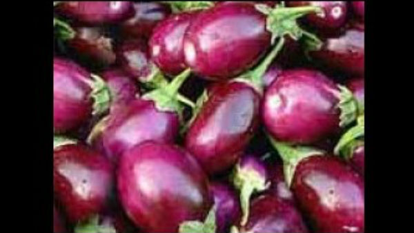 ದೇಸಿ ಹತ್ತಿ ತಳಿಗಳನ್ನು ನೋಡುವುದೇ ದುಸ್ತರ