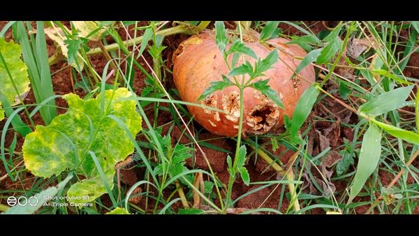  ಮುಂಜಾನೆ- ಸಂಜೆ ನವಿಲು ಕಾಟ
