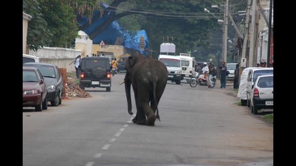 ಕಾಡಿನಿಂದ ನಗರಕ್ಕೆ ನುಗ್ಗಿದ್ದ ಆನೆಗಳು