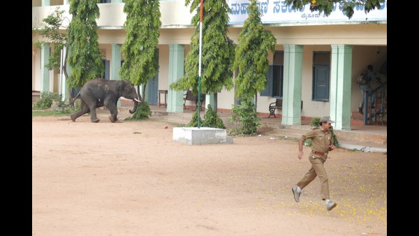 ಕಾಡಾನೆ ಸಾಗಿದ ಹಾದಿ ಭಯಾನಕ