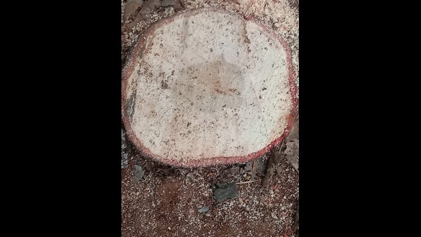 Sandalwood Tree Worth Lakhs Of Rupees Stolen From Doranalu Village