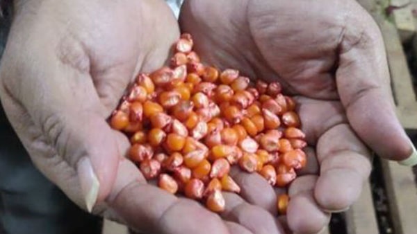  3. ಬಿತ್ತನೆ ಬೀಜಗಳು ಮೊಳಕೆ ಬಾರದೆ ಇದ್ದಲ್ಲಿ, ಬೆಳೆ ಕೈಕೊಟ್ಟರೆ ರೈತ ಏನು ಮಾಡಬೇಕು?