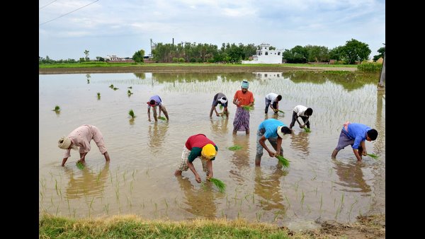  4. ದೇಸಿ ತಳಿಗಳು, ಹೈಬ್ರೀಡ್, ಇವುಗಳ ನಡುವಿನ ವ್ಯತ್ಯಾಸವೇನು? ಯಾವ್ಯಾವ ಬೆಳೆಗೆ ಯಾವ ಬೀಜಗಳು ಸೂಕ್ತ ಎಂಬುದನ್ನು ವಿವರಿಸಿ?