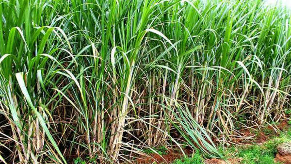  280 ಕೋಟಿ ರೂ. ಬೆಲೆ ಬಾಳುವ ಆಸ್ತಿ