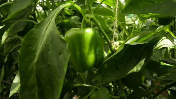  ವಾರದಿಂದ ಏರಿಕೆಯಾಗಿದೆ ತರಕಾರಿ ಬೆಲೆ