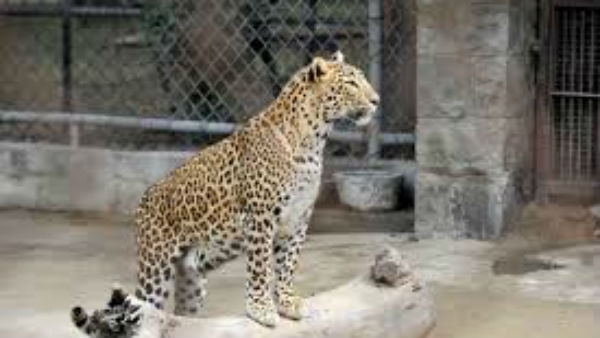 Lahore Zoo Staff Animals Tested For COVID-19 Lahore Zoo Staff Animals Tested For COVID-19