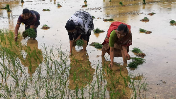 Shakuntala Shetty, Former Congress Mla From Puttur Involved Farming Activities Due To Lockdown