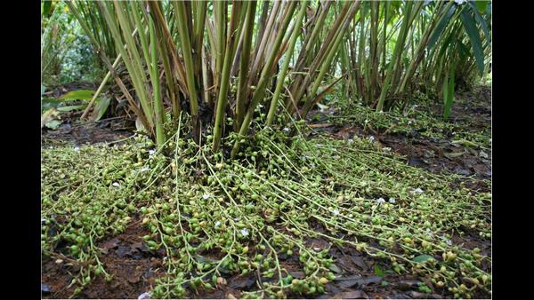  ಏಲಕ್ಕಿಗೆ ತಗುಲಿದ ಕಟ್ಟೆರೋಗ