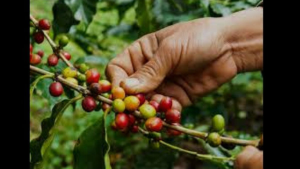  ಬೆಳೆಗಾರರ ಬಳಿ ಏಲಕ್ಕಿಯೇ ಇಲ್ಲ