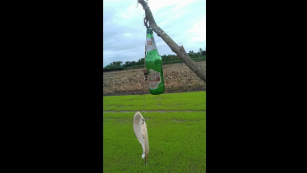 Farmers Protecting Crops From Birds Using Bottle Sound