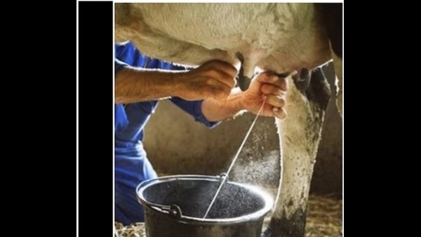  ಹಾಲು ಕರೆಯುವುದೇನು ಸುಲಭದ ಕೆಲಸವೇ? 