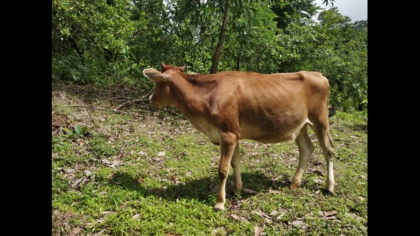  ಡೈರಿಯ ತಕರಾರೂ ಕಡಿಮೆಯಲ್ಲ...