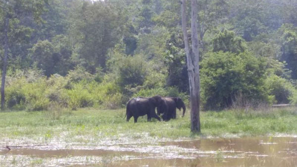 ರಸ್ತೆ ಬದಿಯಲ್ಲಿ ಕಾಡಿನರಾಜನ ದರ್ಶನ