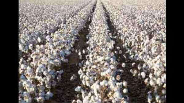 300 Crores Worth Of Illegal HT Cotton Seeds Sold