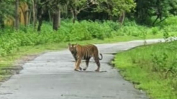 ಅರಣ್ಯಕ್ಕೆ ಜೀವ ತುಂಬಿದ ಬಿದಿರು ಮೆಳೆಗಳು