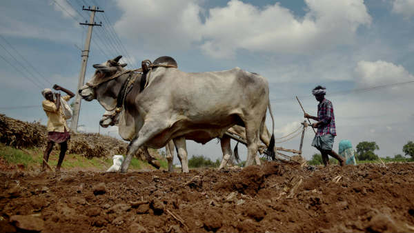 ಅಂತರ ಬೇಸಾಯ ಕ್ರಮ ಅನುಸರಿಸಿ