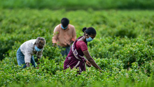  ಬೇರೆ ಬೇರೆ ಬೀಜಗಳ ಉತ್ಪಾದನೆಯಲ್ಲಿ ತೊಡಗಬೇಕು