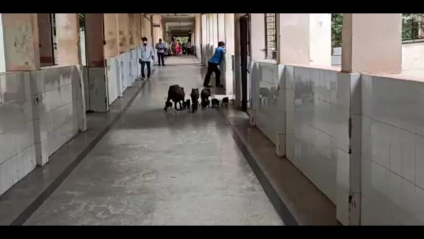 ಹಂದಿಗೂಡಾದ ಜಿಲ್ಲಾಸ್ಪತ್ರೆ