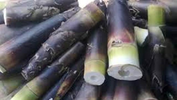  ಈಗಲೂ ಕಣಿಲೆಗೆ ಬೇಡಿಕೆ ಕಡಿಮೆಯಾಗಿಲ್ಲ