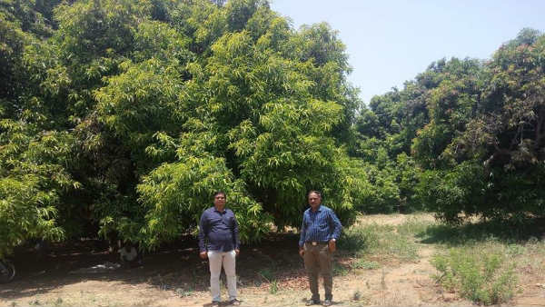 ಮಾವಿನ ಮರಗಳ ಆರೈಕೆ