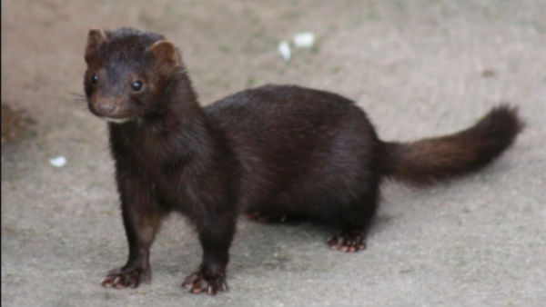 Coronavirus: Spain To Cull 1,00,000 Mink After Farmworkers Test Positive For Covid-19 Coronavirus: Spain To Cull 1,00,000 Mink After Farmworkers Test Positive For Covid-19