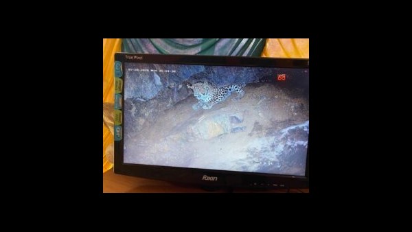 Mysore: Leopard Found In A 100-Ft Dry Well: Forest Department Trying To Capture