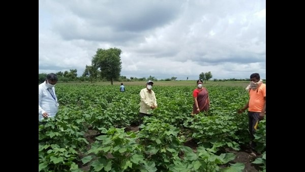 Inset Attack On Moong Crop Inspetes Officials