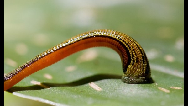  ಜನಪ್ರಿಯವಾಗುತ್ತಿರುವ ಲೀಚ್ ಥೆರಪಿ