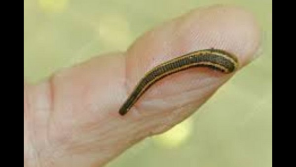 ಜಿಗಣೆಯಲ್ಲಿ 650 ವಿಧಗಳಿವೆಯಂತೆ