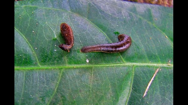 ಮಣ್ಣಿನ ಮಡಕೆಯಲ್ಲಿ ಸಂಗ್ರಹಣೆ