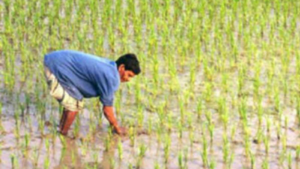 Raichuru: A Trader Who Cheated Farmers By Buying Paddy Worth 1.50 Crores Of Rupees Raichuru: A Trader Who Cheated Farmers By Buying Paddy Worth 1.50 Crores Of Rupees