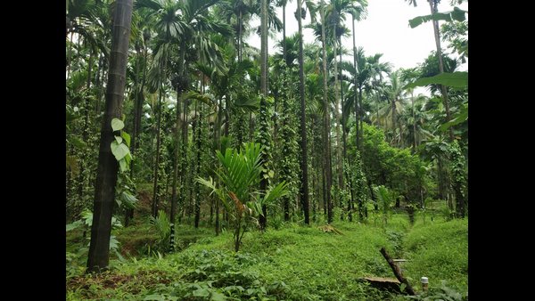 When Youth Will Adopt Professionalism In Agriculture