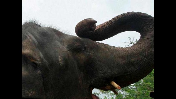 ಆನೆ ಬಗೆಗಿನ ಕೌತುಕಗಳು